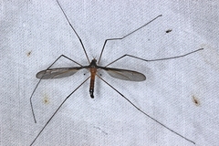 Leptotarsus setivena