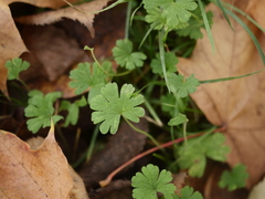 Geranium pusillum
