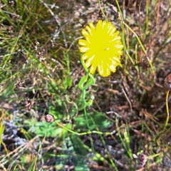 Hypochaeris radicata