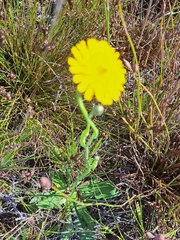 Hypochaeris radicata