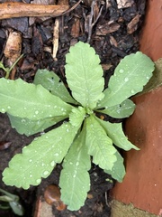 Papaver somniferum