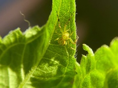 Australomisidia pilula