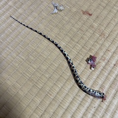 Lycodon semicarinatus