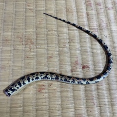 Lycodon semicarinatus