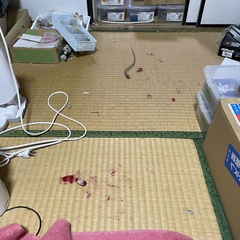 Lycodon semicarinatus