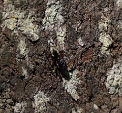 Dolichoderus