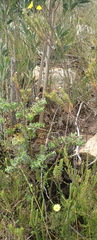 Ursinia