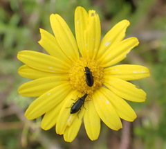 Ursinia