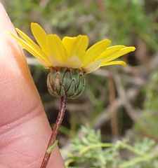 Ursinia