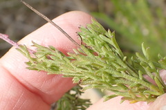Ursinia