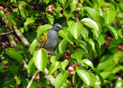Rubigula cyaniventris
