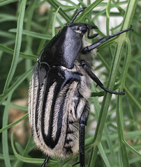 Trichaulax philipsii
