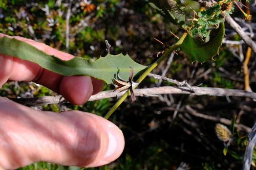 Image of Jacksonia floribunda by (c) Peter Crowcroft, some rights reserved (CC BY)
