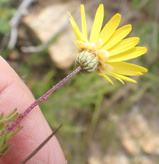 Ursinia