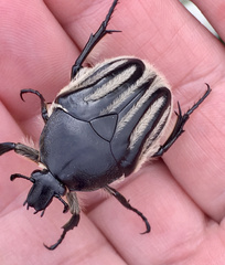 Trichaulax philipsii