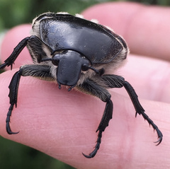Trichaulax philipsii