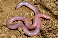 Xerotyphlops vermicularis