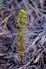 Drosera porrecta