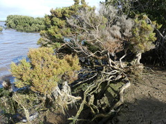 Tecticornia arbuscula