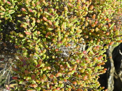 Tecticornia arbuscula