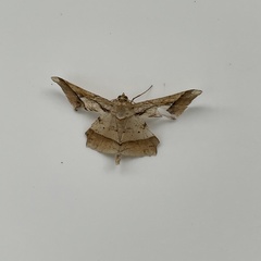 Krananda latimarginaria