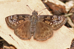 Erynnis meridianus