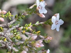 Micromyrtus ciliata