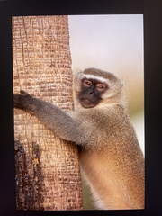 Chlorocebus pygerythrus