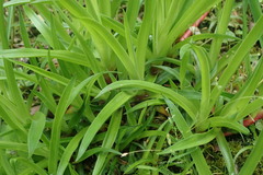 Juncus lomatophyllus