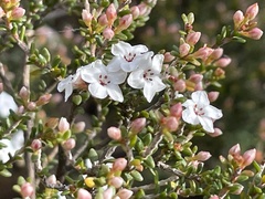 Micromyrtus ciliata