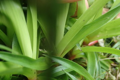 Juncus lomatophyllus
