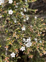 Micromyrtus ciliata