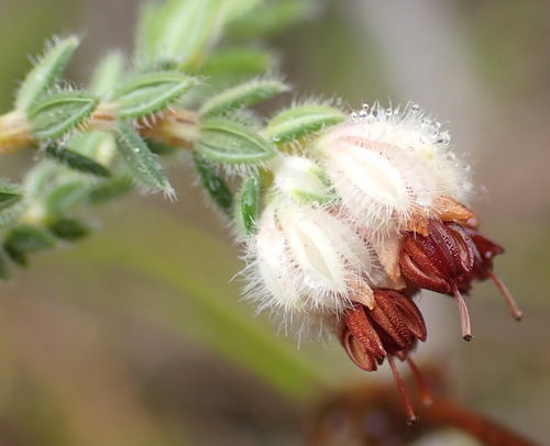 Image of Erica flaccida by (c) Nicola van Berkel, some rights reserved (CC BY-SA)