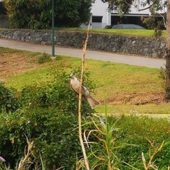 Philemon citreogularis