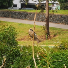 Philemon citreogularis