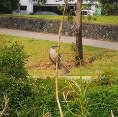 Philemon citreogularis