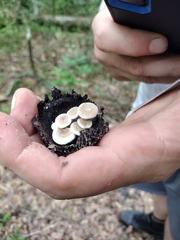 Asterophora lycoperdoides