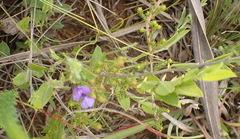 Psoralea plauta