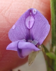 Psoralea plauta