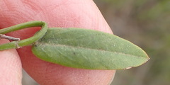 Psoralea plauta