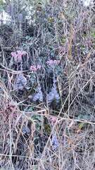 Kalanchoe fedtschenkoi