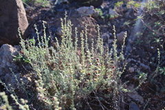 Image of Artemisia reptans