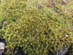 Pseudocrossidium crinitum