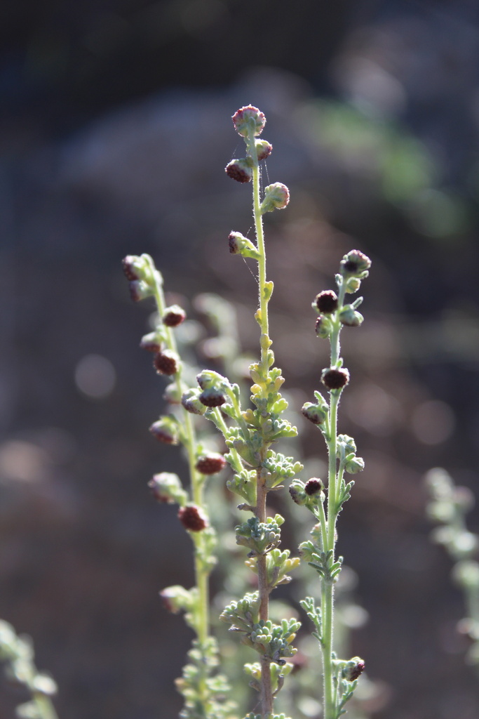 Artemisia reptans