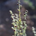 Artemisia reptans - Photo (c) s_correafalcon, algunos derechos reservados (CC BY-NC)