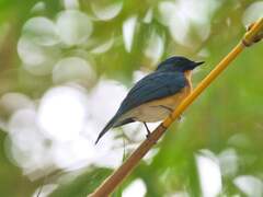Cyornis tickelliae