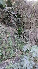 Furcraea andina