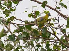 Treron phoenicopterus