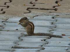 Funambulus palmarum
