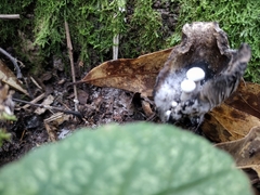 Asterophora lycoperdoides